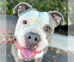 American Staffordshire Terrier-Unknown Mix Dogs for adoption in Lake Forest, CA, USA