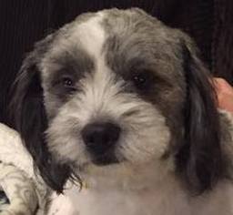 Lhasa Apso-Unknown Mix Dogs for adoption in Zionsville, IN, USA