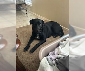 Labrador Retriever-Unknown Mix Dogs for adoption in San Antonio, TX, USA