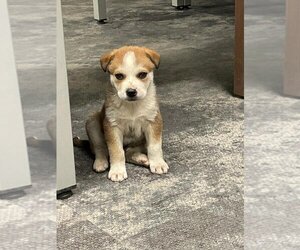 Huskies -Unknown Mix Dogs for adoption in Calgary, Alberta, Canada