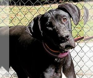 Great Dane Dogs for adoption in Griffin, GA, USA