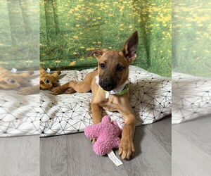 German Shepherd Dog-Unknown Mix Dogs for adoption in San Leon, TX, USA