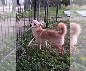 Chiranian Dogs for adoption in Aurora, IN, USA