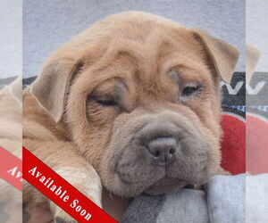 Chinese Shar-Pei Dogs for adoption in Huntley, IL, USA