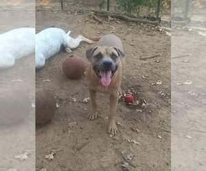 Mastiff-Unknown Mix Dogs for adoption in Grapevine, TX, USA