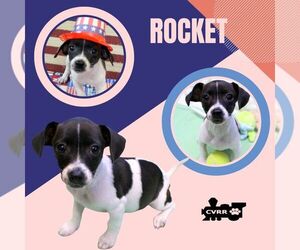 Chihuahua-Unknown Mix Dogs for adoption in Lindsay, CA, USA
