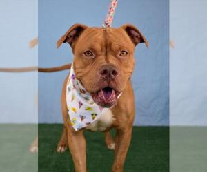 American Pit Bull Terrier Dogs for adoption in Bakersfield, CA, USA