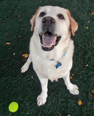 Small Labrador Retriever