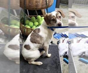 Medium Photo #1 Jack-Rat Terrier Puppy For Sale in Pawtucket, RI, USA