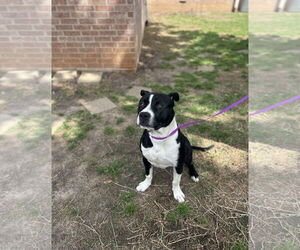 Mutt Dogs for adoption in Euless, TX, USA