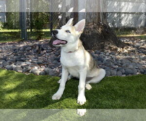 Siberian Husky Dogs for adoption in Pasadena, CA, USA