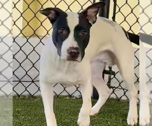 American Bulldog-Unknown Mix Dogs for adoption in Tavares, FL, USA