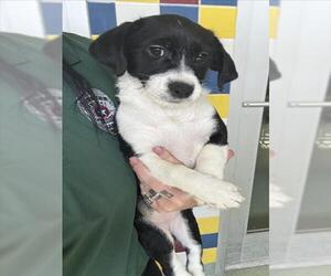 Rat Terrier-Unknown Mix Dogs for adoption in Plano, TX, USA