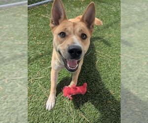 German Shepherd Dog Dogs for adoption in Downey, CA, USA