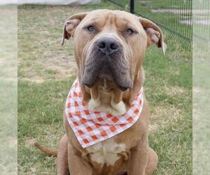 Mastiff-Unknown Mix Dogs for adoption in San Antonio, TX, USA