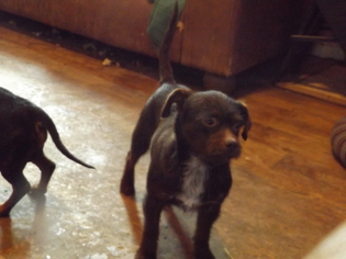 Shih Tzu Dogs for adoption in Zaleski, OH, USA