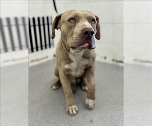 American Pit Bull Terrier Dogs for adoption in San Bernardino, CA, USA