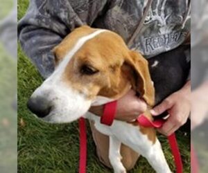 Treeing Walker Coonhound Dogs for adoption in Knoxville, IA, USA