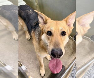 German Shepherd Dog Dogs for adoption in La Porte, IN, USA