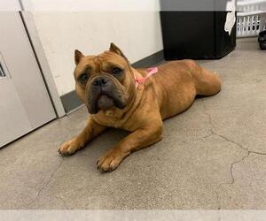 American Pit Bull Terrier-Bulldog Mix Dogs for adoption in Berkeley , CA, USA