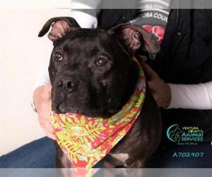 American Staffordshire Terrier Dogs for adoption in Camarillo, CA, USA