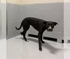 Mutt Dogs for adoption in Augusta, GA, USA