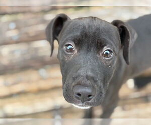 American Pit Bull Terrier-Unknown Mix Dogs for adoption in Tulsa, OK, USA