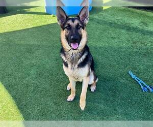 German Shepherd Dog Dogs for adoption in Orange, CA, USA