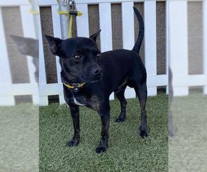 Chihuahua-Unknown Mix Dogs for adoption in Modesto, CA, USA