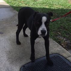 Borador Dogs for adoption in Sanford, FL, USA