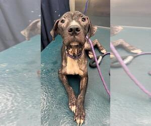 Bulldog-Unknown Mix Dogs for adoption in Mobile, AL, USA