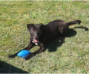 Labrador Retriever Dogs for adoption in Plano, TX, USA