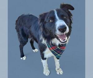 Border Collie Dogs for adoption in Bakersfield, CA, USA
