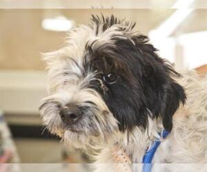 Maltipoo Dogs for adoption in Ojai, CA, USA
