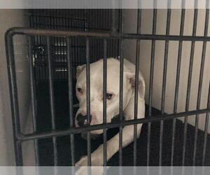American Pit Bull Terrier Dogs for adoption in Pasadena, CA, USA