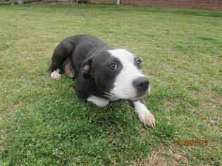 American Boston Bull Terrier Dogs for adoption in Grovetown, GA, USA