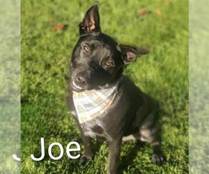 Medium Photo #1 Mutt Puppy For Sale in Placerville, CA, USA