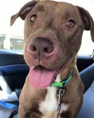 American Pit Bull Terrier-Unknown Mix Dogs for adoption in Charleston, SC, USA