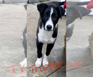 Borador Dogs for adoption in Newport Beach, CA, USA