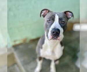American Pit Bull Terrier-Unknown Mix Dogs for adoption in Roanoke, VA, USA