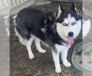 Siberian Husky Dogs for adoption in Riverside, CA, USA