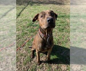 Catahoula Leopard Dog Dogs for adoption in Temple, TX, USA