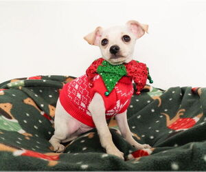 Chipin Dogs for adoption in phoenix, AZ, USA