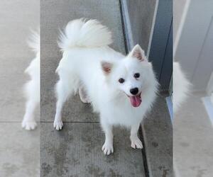 American Eskimo Dog Dogs for adoption in St. Louis Park, MN, USA