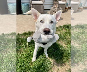 Unknown-white german shepherd Mix Dogs for adoption in Hoffman Estates, IL, USA