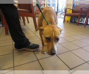 Black Mouth Cur-Unknown Mix Dogs for adoption in Ocala, FL, USA
