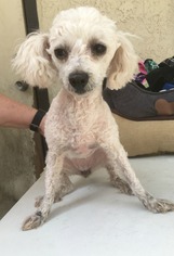 Poodle (Miniature) Dogs for adoption in Mission Viejo, CA, USA