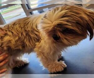 Shih Tzu-Unknown Mix Dogs for adoption in Plano, TX, USA