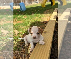 Mutt Dogs for adoption in Mooresville, NC, USA