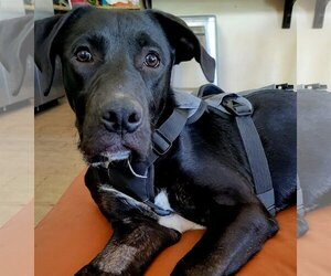 Labrador Retriever-Unknown Mix Dogs for adoption in San Diego, CA, USA